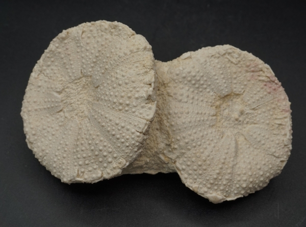 Tripneustes parkinsoni | Miozän | Lacoste
