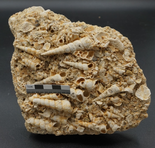 Turritella turris | Miozän | Erminger Turrittellenplatte