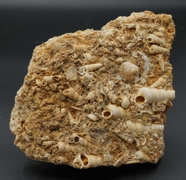 Turritella turris | Miozän | Erminger Turrittellenplatte