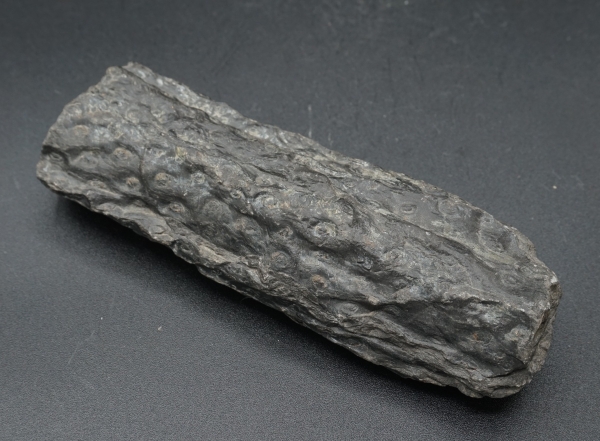 PaleoStories Fossilien und Mineralien kaufen Stigmaria