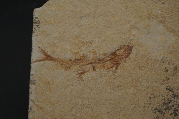 Leptolepides sprattiformis | Oberer Jura | Solnhofen