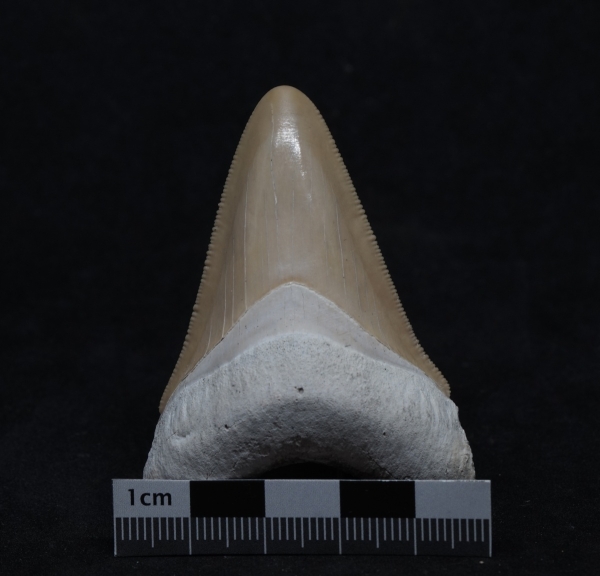 Otodus megalodon | Miozän | Florida