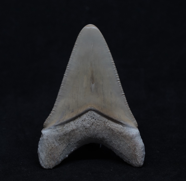 Otodus megalodon | Miozän | Florida