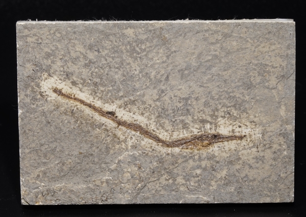 Doryrhamphus sp. | Oligozän | Wiesloch