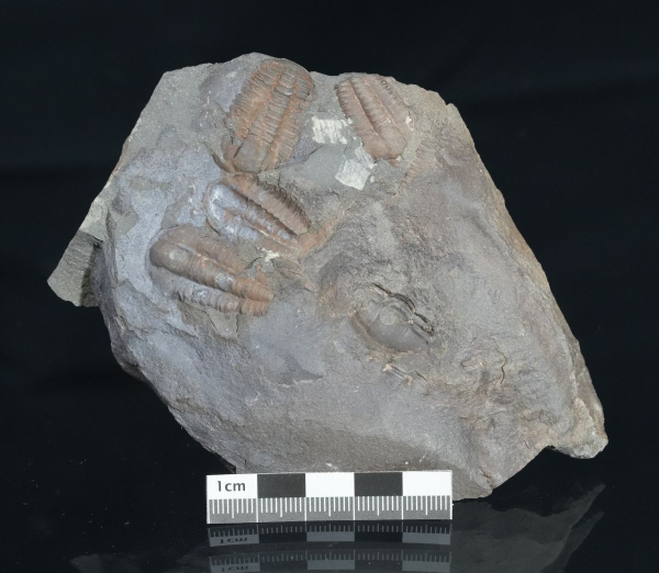 Preview: Ellipsocephalus hoffi | Kambrium | Jince