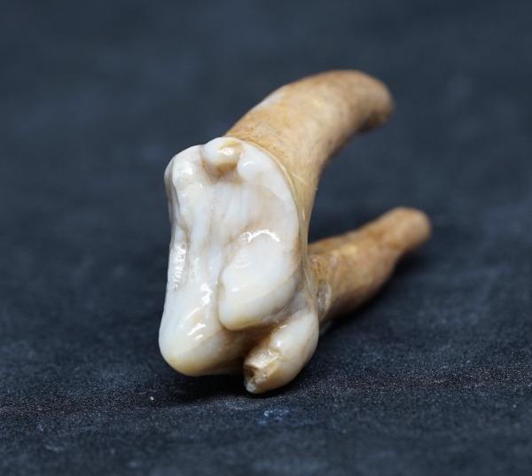 Ursus spelaeus, Zahn | Pleistozän | Zoolithenhöhle