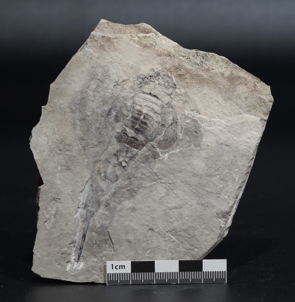 Eurypterus tetragonophthalmus | Silur | Ukraine