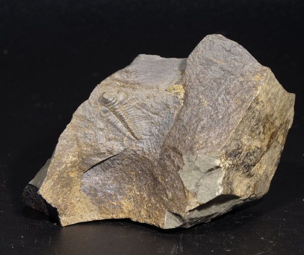 Paradoxides gracilis | Kambrium | Jince, Tschechien
