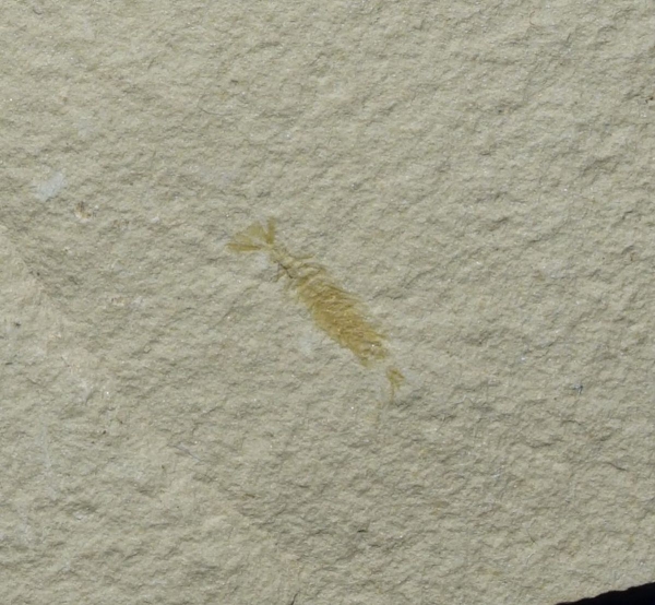 Uronectes fimbriatus | Rotliegend | Pfeffelbach