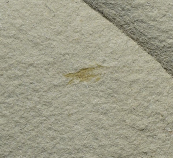 Uronectes fimbriatus | Rotliegend | Pfeffelbach