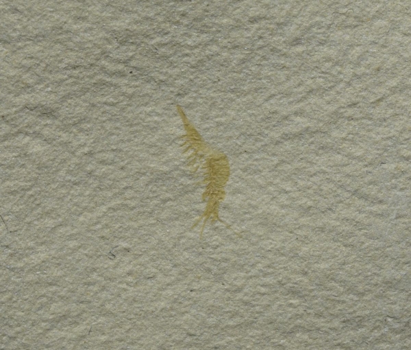 Uronectes fimbriatus | Rotliegend | Pfeffelbach