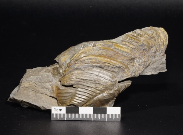 Burmeisterella vixarmata | Unterdevon | Dasburg