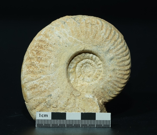 Hecticoceras sp. | Callovium | Poitou