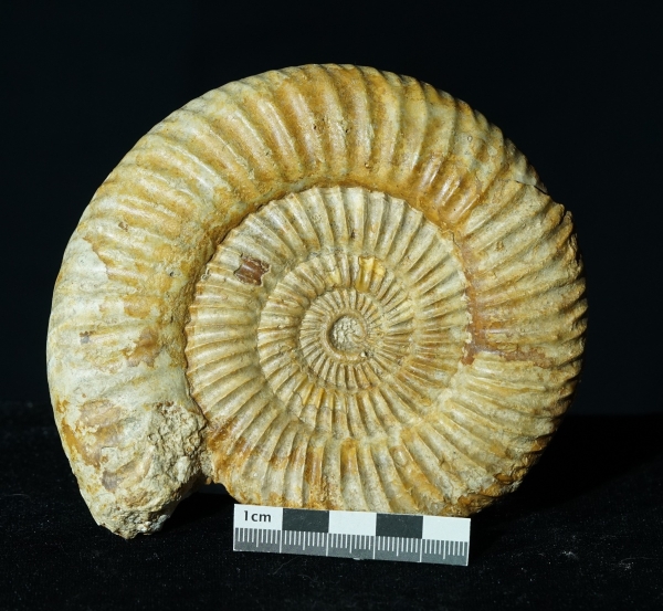 Parkinsonia sp. | Bajocium | Bayeux