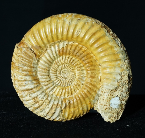 Parkinsonia sp. | Bajocium | Bayeux