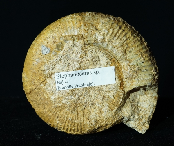 Stephanoceras sp. | Bajocium | Etterville