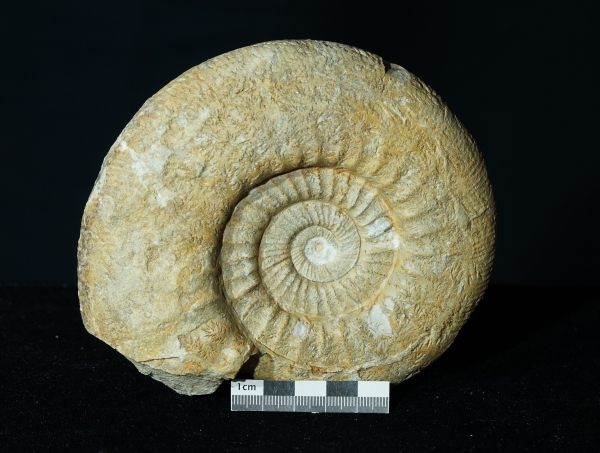 Lithacosphinctes pseudoachilles | Kimmeridgium | Gräfenberg
