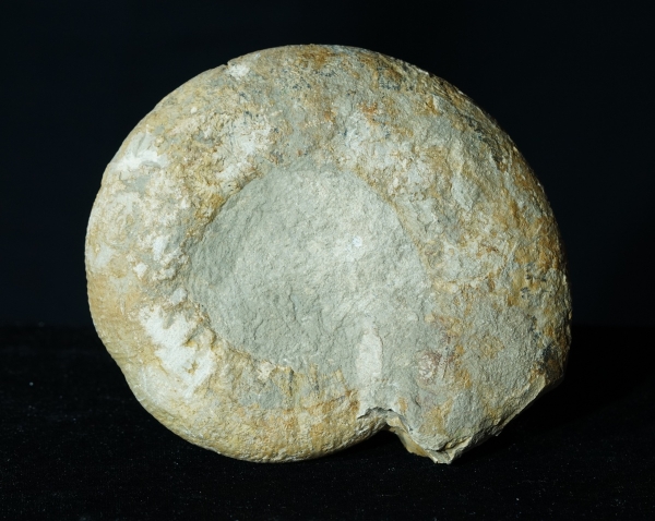 Lithacosphinctes pseudoachilles | Kimmeridgium | Gräfenberg