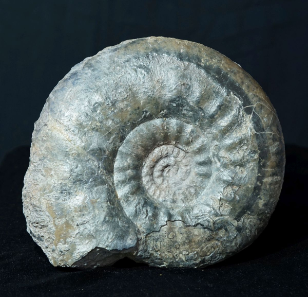 Procerites sp. | Bathonium | Caen