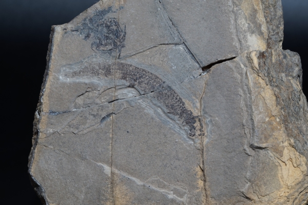 Apateon pedestris | Rotliegend | Odernheim