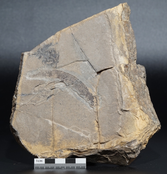 Apateon pedestris | Rotliegend | Odernheim