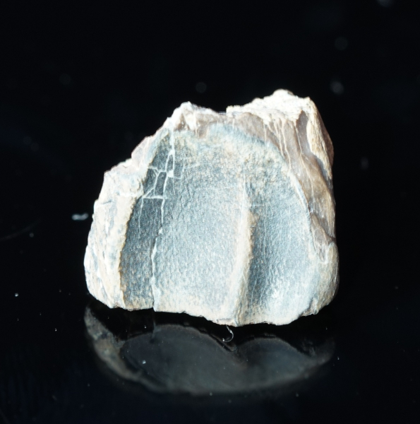 Triceratops horridus | Lance Formation | Wyoming