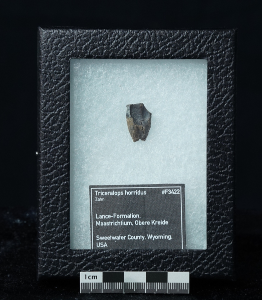 Triceratops horridus | Lance Formation | Wyoming