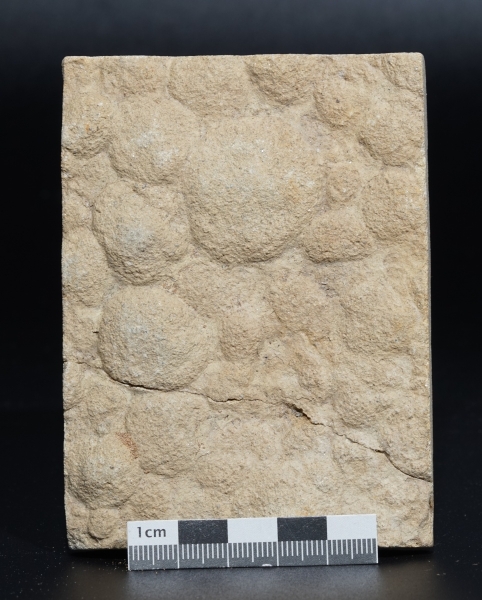 Nemiana simplex | Ediacarium | Ukraine
