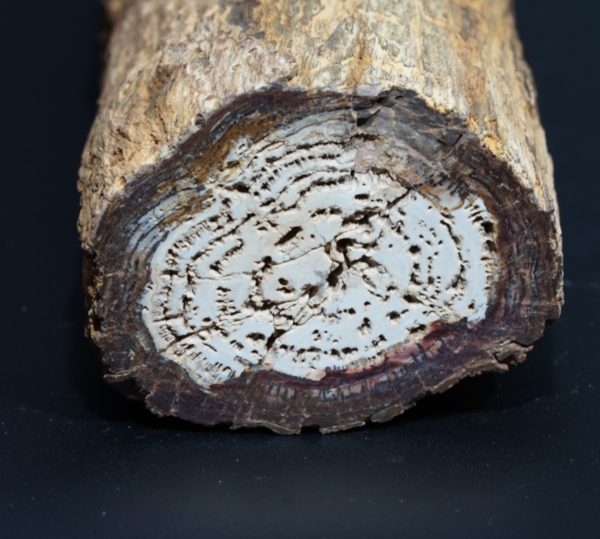 Fossiles Holz | Oberkreide | Kelmis