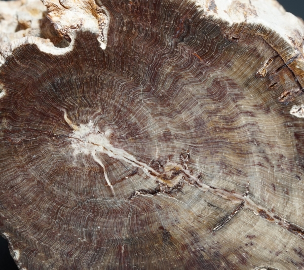 Fossiles Holz | Oberkreide | Kelmis