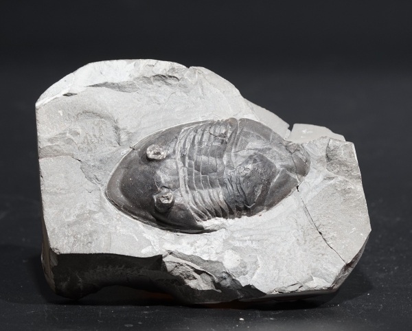 Isotelus gigas | Ordovizium | Bowmanville