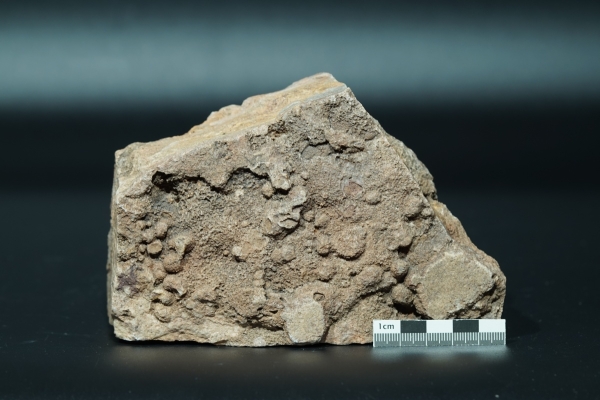 (?)Namacalathus hermanastes | Ediacarium