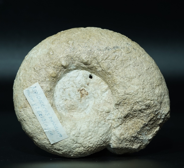Aspidoceras binodum | Kimmeridgium | Geisingen