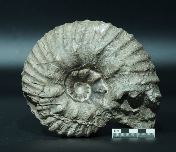 Hoplites sp. | Albium | Courcelles, Troyes