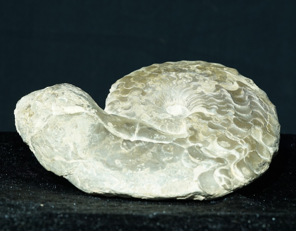 Ceratites dorsoplanus | Muschelkalk | Würzburg