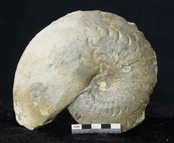 Ceratites dorsoplanus | Muschelkalk | Würzburg