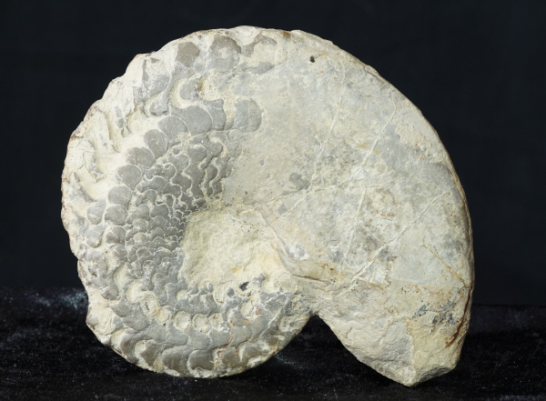 Ceratites dorsoplanus | Muschelkalk | Würzburg