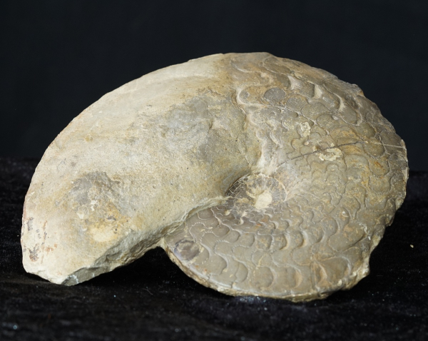 Ceratites dorsoplanus | Muschelkalk | Würzburg