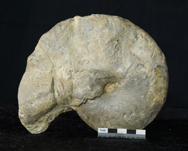 Ceratites dorsoplanus | Muschelkalk | Würzburg