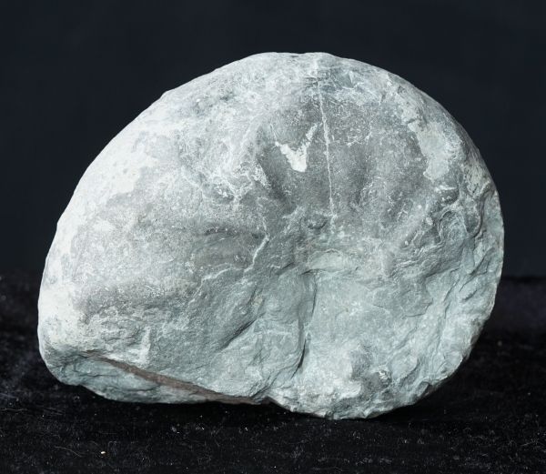 Ceratites nodosus | Muschelkalk | Würzburg