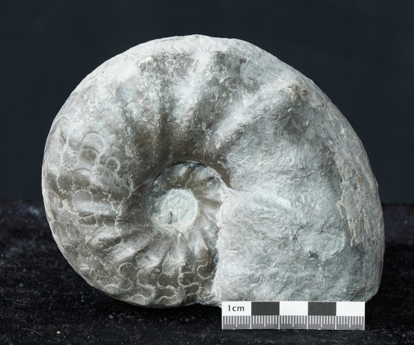 Ceratites nodosus | Muschelkalk | Würzburg