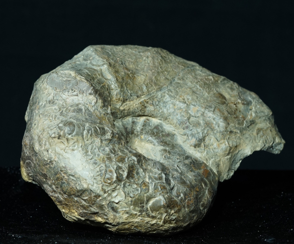 Ceratites nodosus | Muschelkalk | Würzburg