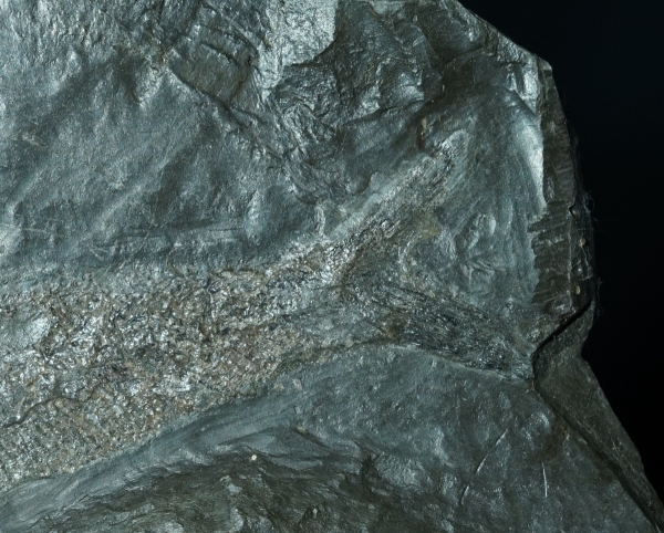 Pholidophorus sp. | Toarcium | Holzmaden