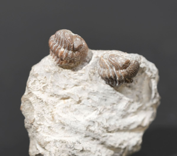 Geesops schlotheimi | Eifelium | Gees