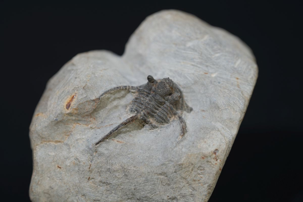 Cyphaspis ceratophthalmus | Eifelium | Gees