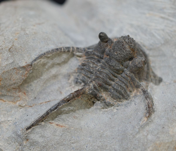 Preview: Cyphaspis ceratophthalmus | Eifelium | Gees