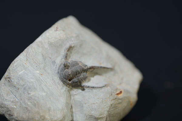 Cyphaspis ceratophthalmus | Eifelium | Gees