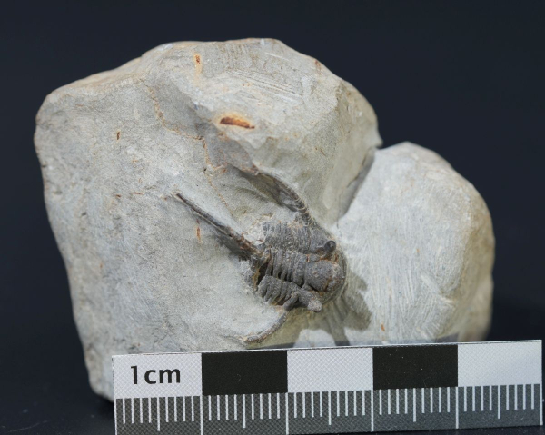 Preview: Cyphaspis ceratophthalmus | Eifelium | Gees