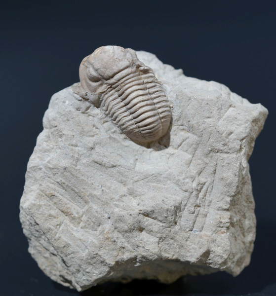 Preview: Gerastos cuvieri | Eifelium | Gees