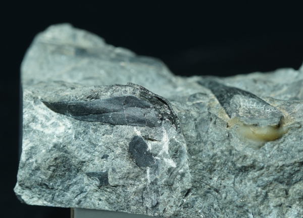 Rhinopteraspis dunensis | Unterdevon | Odenspiel